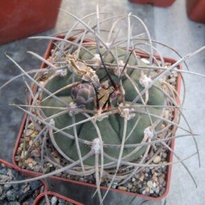 Gymnocalucium cardenasianum-armatum -cube-9cm-