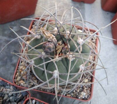 Gymnocalucium cardenasianum-armatum -cube-9cm-