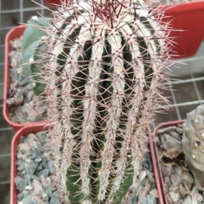 Echinopsis cv. Haku-"Yo Maru" -cube-7cm-
