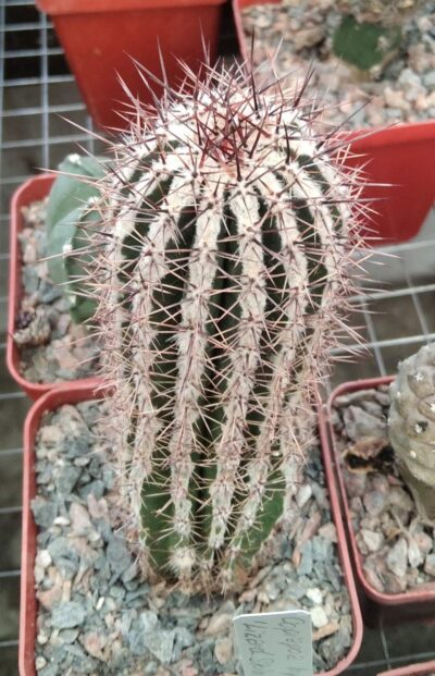 Echinopsis cv. Haku-"Yo Maru" -cube-7cm-