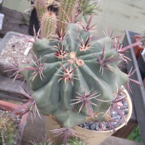 Ferocactus horridus -12cm-