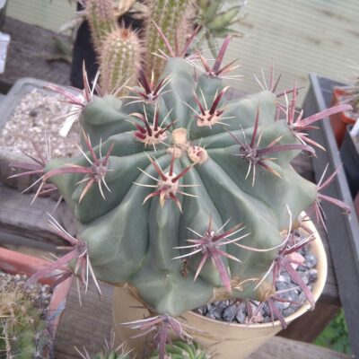 Ferocactus horridus -12cm-