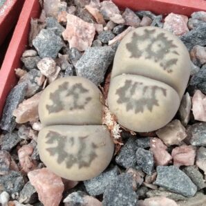 Lithops julii -cube-5cm-двійня-