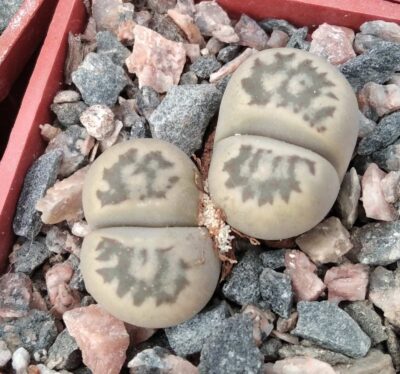 Lithops julii -cube-5cm-двійня-