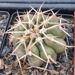 Discocactus nigrisaetosus HU448 -GK- super spined form!-cube-9cm-