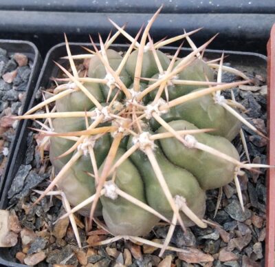 Discocactus nigrisaetosus HU448 -GK- super spined form!-cube-9cm-