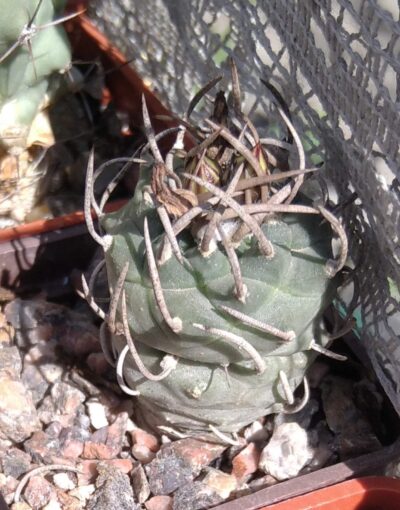 Turbinicarpus klinkerianus --cube-5cm- 200