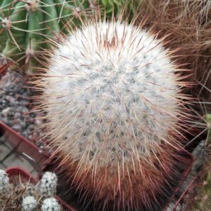 Mammillaria dixanthocentron v. celsiana L1059 -20years-
