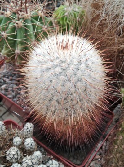 Mammillaria dixanthocentron v. celsiana L1059 -20years-