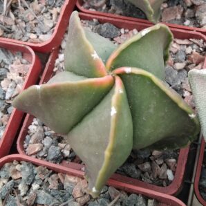 Astrophytum myriostigma v. nudum f. variegata -cube-7cm-