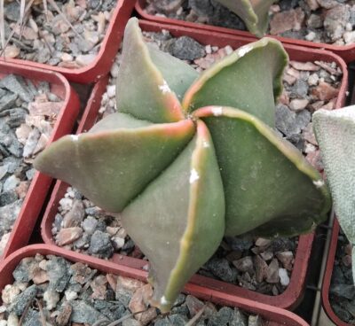 Astrophytum myriostigma v. nudum f. variegata -cube-7cm-