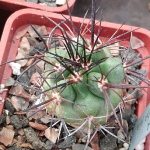 Copiapoa cocuimbana -cube-5cm-