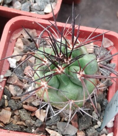 Copiapoa cocuimbana -cube-5cm-