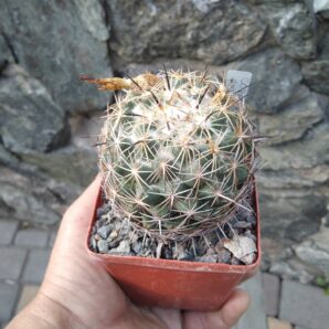 Coryphantha reduncuispina -Pavlichek- cube-8cm-