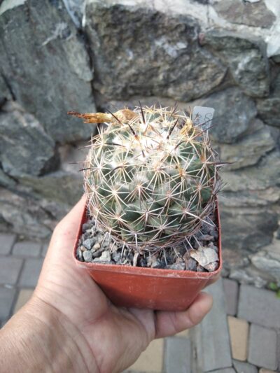 Coryphantha reduncuispina -Pavlichek- cube-8cm-