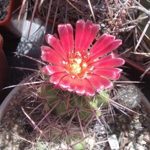 Parodia suprema - 5-6cm-