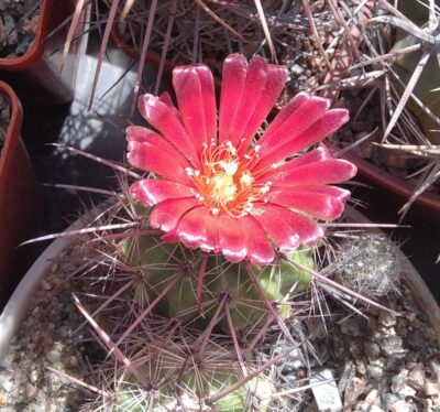 Parodia suprema - 5-6cm-