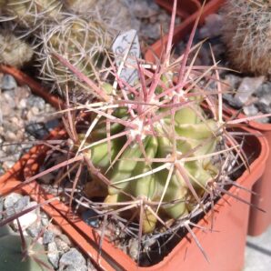 Echinocactus polycephalus – MG- cube-5cm-