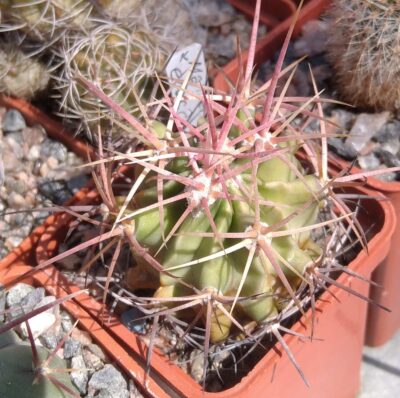 Echinocactus polycephalus – MG- cube-5cm-