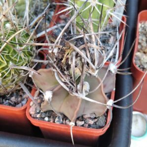 Astrophytum crasispinum -cube-5cm-