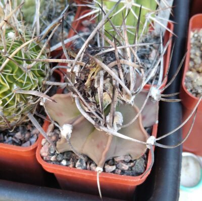 Astrophytum crasispinum -cube-5cm-