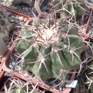 Discocactus mammullosus HU191 -cube-9cm-щеплений-