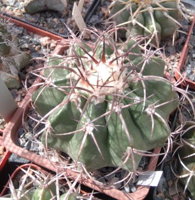 Discocactus mammullosus HU191 -cube-9cm-щеплений-