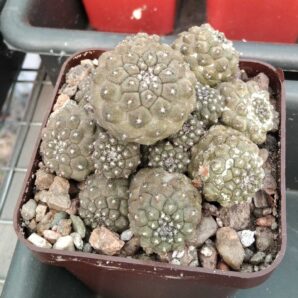 Copiapoa hypogaea -cube-7cm-