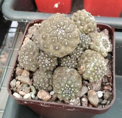 Copiapoa hypogaea -cube-7cm-