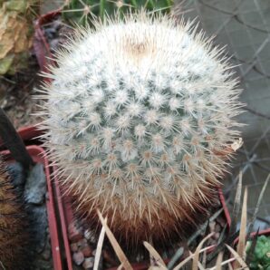 Mammillaria dixanthocentron v. celsiana -15years-cube-