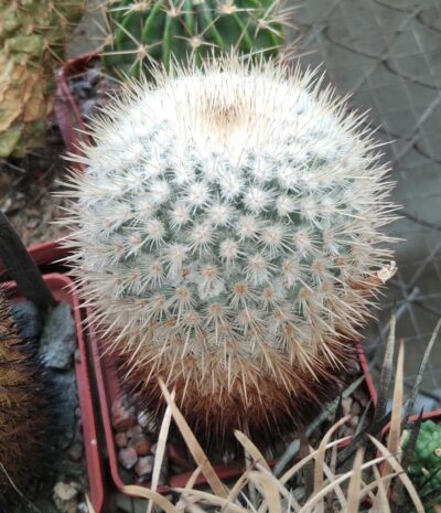 Mammillaria dixanthocentron v. celsiana -15years-cube-