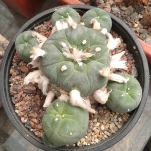 Lophophora diffusa -Koehres-горщик-12cm-