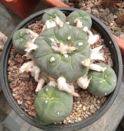 Lophophora diffusa -Koehres-горщик-12cm-