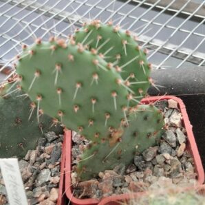Opuntia basilaris SB1971- Silver Peak, NL- cube-5cm-сіянець!-