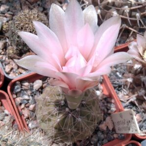 Gymnocalycium morroense aff. JPR0100-23 -cube-6cm-
