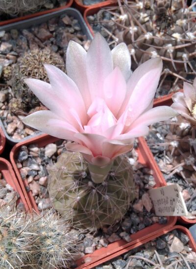 Gymnocalycium morroense aff. JPR0100-23 -cube-6cm-
