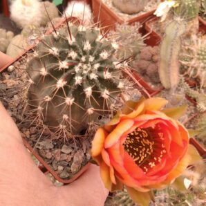 Lobivia jajoiana var. - cube-7cm-