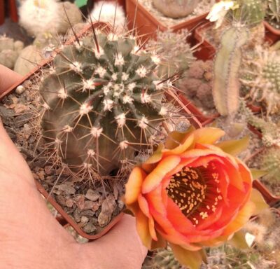 Lobivia jajoiana var. - cube-7cm-