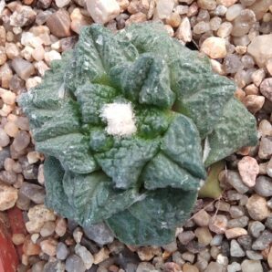 Ariocarpus cv.Japan- біля 5см- щепа-