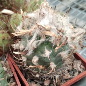 Turbinicarpus hybr.-cube-5cm-
