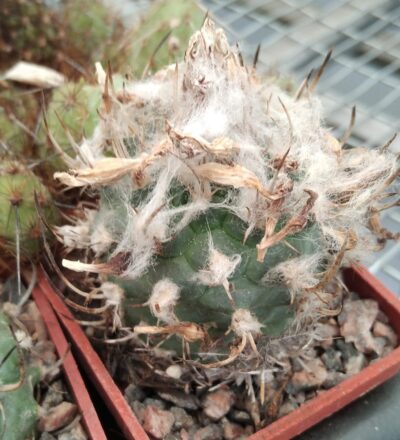 Turbinicarpus hybr.-cube-5cm-
