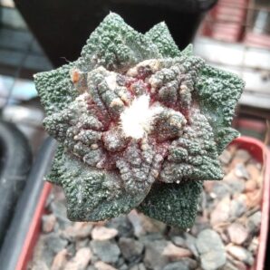 Ariocarpus bravoanus -El Nunez- diam.-4cm- щепа на пейрескіопсис-