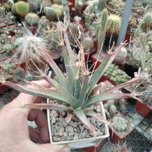 Leichtenbergia principis -cube9cm- 15років-