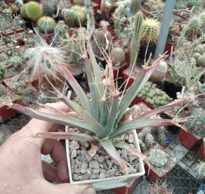 Leichtenbergia principis -cube9cm- 15років-