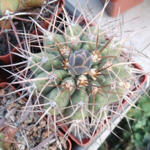 Gymnocalycium nidulans -cube-8cm-collection-