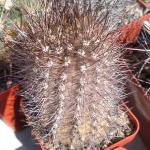 Neoporteria castaneoides -Mesa Garden-cube-7cm-