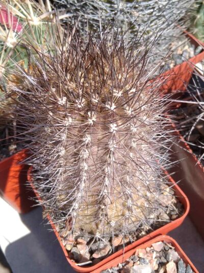 Neoporteria castaneoides -Mesa Garden-cube-7cm-
