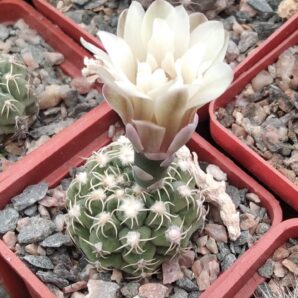 Gymnocalycium stellatum v. flavispinum -cube-5cm- 150