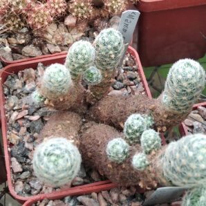 Mammillaria giselae -cube-6cm-Piltz- (рожеві малесенькі наче іграшкові квіти) -симпатична мініатюрка-