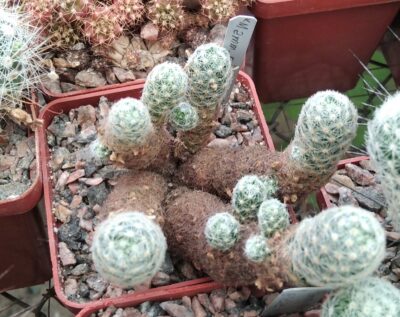 Mammillaria giselae -cube-6cm-Piltz- (рожеві малесенькі наче іграшкові квіти) -симпатична мініатюрка-
